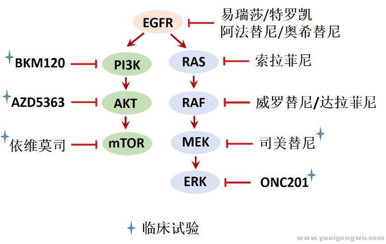 EGFR相关信号通道以及抑制剂