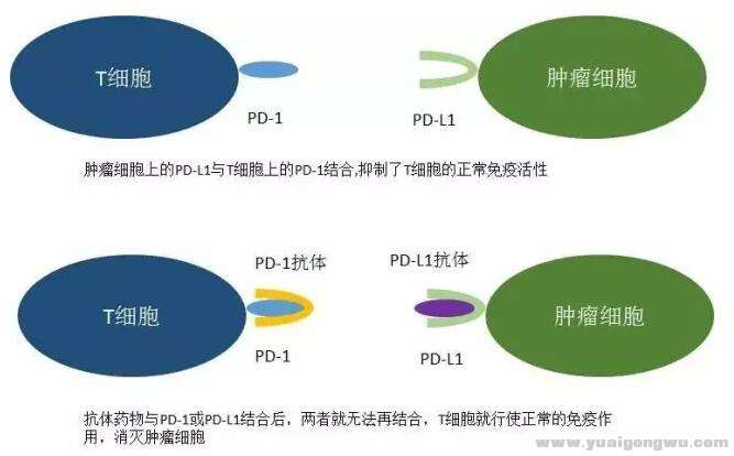 图一：PD-1/pd-l1对抗肿瘤原理